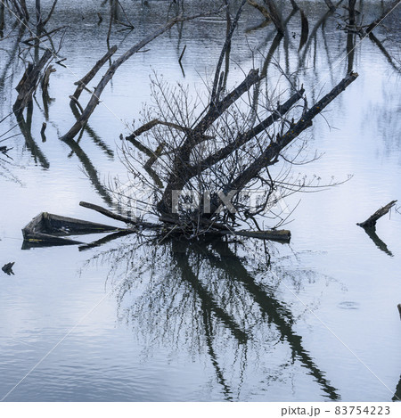 Dry branches and their reflections in blue water Dry branches and their reflections in blue water 83754223