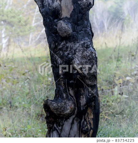The trunk of a burnt tree in a clearing in the forest, a close-up view The trunk of a burnt tree in a clearing in the forest, a close-up view 83754225