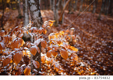 autumn leaves in ice . first frost 83754832