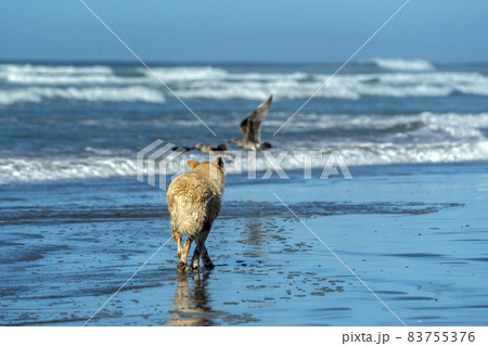 white wolf dog on the beach white wolf dog on the beach 83755376