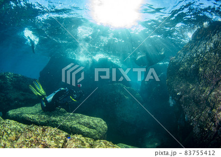 Macho male big sea lion underwater looking at you 83755412