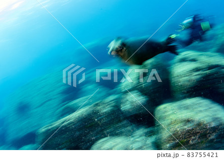 Puppy sea lion underwater looking at you 83755421