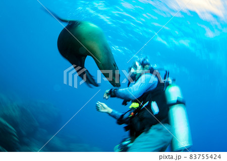 Puppy sea lion underwater looking at you playing with diver 83755424