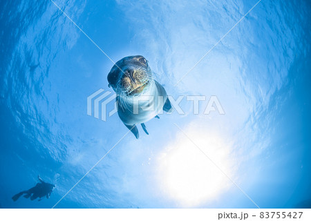 Puppy sea lion underwater looking at you 83755427