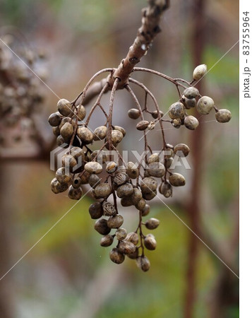 ハゼの実のクローズアップ(山かげの櫨) ハゼの実のクローズアップ(山かげの櫨) 83755964