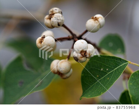 ナンキンハゼの白い実のクローズアップ 83755968