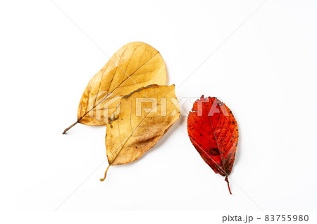 紅葉した落ち葉 紅葉した落ち葉 83755980