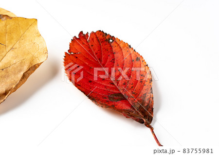 紅葉した落ち葉 紅葉した落ち葉 83755981