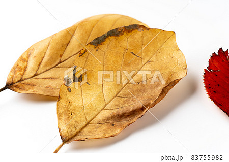 紅葉した落ち葉 紅葉した落ち葉 83755982