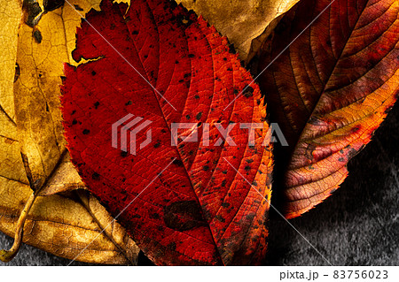 紅葉した落ち葉の写真素材