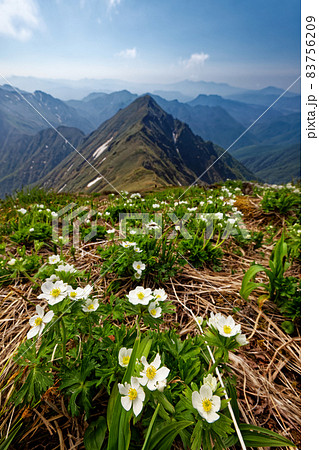 谷川連峰・仙ノ倉山のハクサンイチゲ群落とエビス大黒ノ頭 83756209