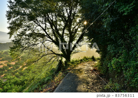 輝く木漏れ日の坂道 みかん畑を見下ろす 輝く木漏れ日の坂道 みかん畑を見下ろす 83756311