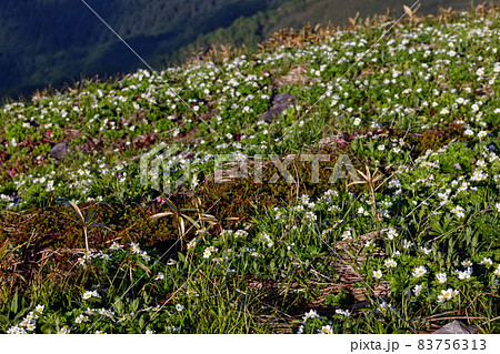 上越国境・平標山稜線のハクサンイチゲ群落 上越国境・平標山稜線のハクサンイチゲ群落 83756313
