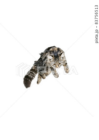 Portrait of beautiful playful Siberian Cat jumping, flying isolated on white studio background. Animal life concept Portrait of beautiful playful Siberian Cat jumping, flying isolated on white studio background. Animal life concept 83756513