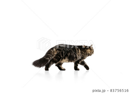 Full-length portrait of adorable gray color Siberian cat posing isolated on white studio background. Animal life concept Full-length portrait of adorable gray color Siberian cat posing isolated on white studio background. Animal life concept 83756516