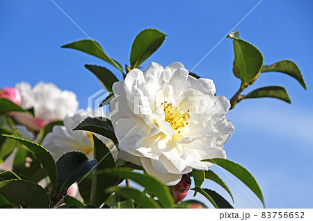 サザンカ（山茶花） 83756652