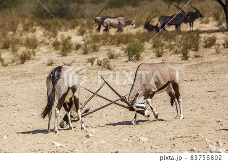 South African Oryx in Kgalagadi transfrontier park, South Africa 83756802