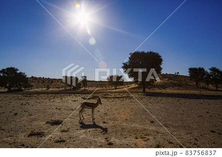 Springbok in Kgalagadi transfrontier park, South Africa 83756837
