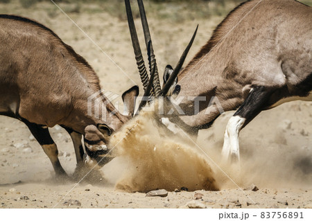 South African Oryx in Kgalagadi transfrontier park, South Africa South African Oryx in Kgalagadi transfrontier park, South Africa 83756891