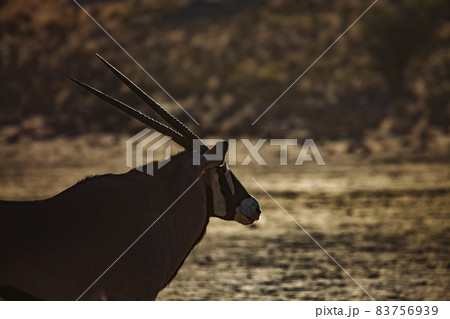 South African Oryx in Kgalagadi transfrontier park, South Africa 83756939
