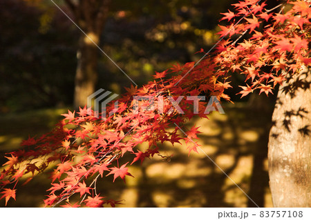 もみじ狩り【出早公園の紅葉】 もみじ狩り【出早公園の紅葉】 83757108
