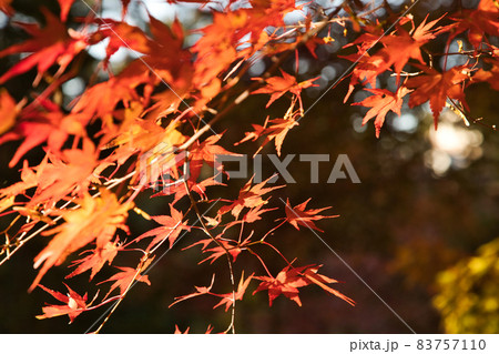 もみじ狩り【出早公園の紅葉】 もみじ狩り【出早公園の紅葉】 83757110