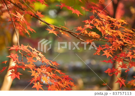 もみじ狩り【出早公園の紅葉】 もみじ狩り【出早公園の紅葉】 83757113