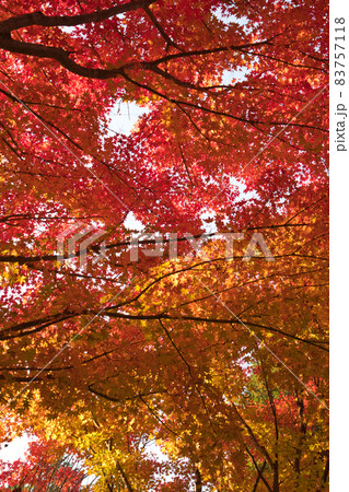 もみじ狩り【出早公園の紅葉】 83757118
