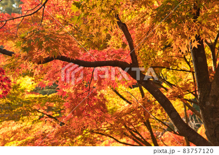 もみじ狩り【出早公園の紅葉】 83757120