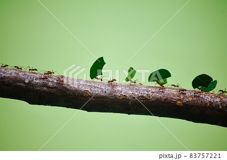 見事なチームワークを見せるハキリアリ 83757221