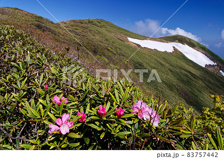 初夏の谷川連峰・仙ノ倉山山頂とシャクナゲの花 初夏の谷川連峰・仙ノ倉山山頂とシャクナゲの花 83757442