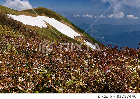 谷川連峰・仙ノ倉山のミネザクラと土樽方面の眺め 83757446