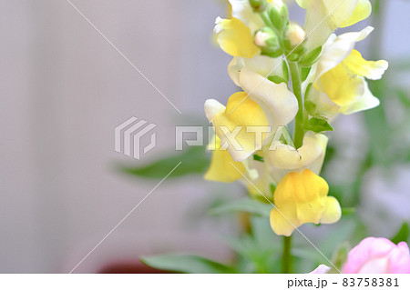 キンギョソウ 83758381