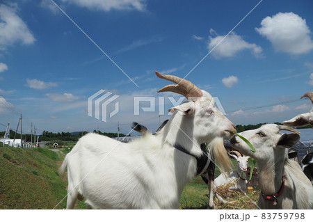 夏空とヤギのファミリー 夏空とヤギのファミリー 83759798