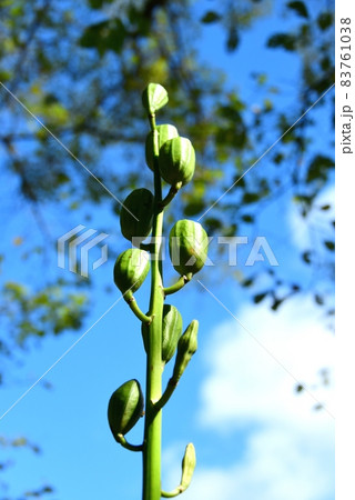 ヒマラヤウバユリの種子 83761038