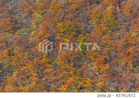 大山の紅葉 83761072