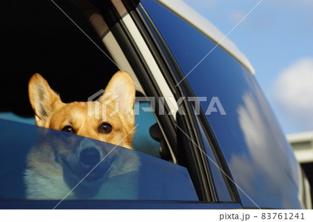 車の窓から外を見るワンちゃん 83761241