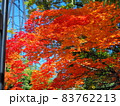 赤く染まったモミジ・日本の風景 83762213