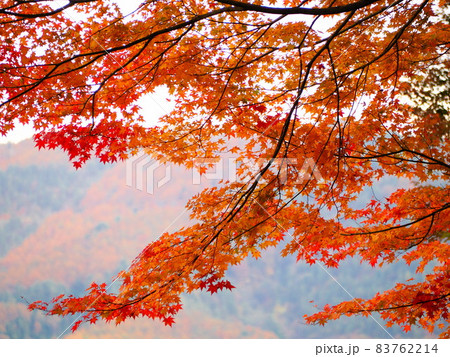 日本の秋の風景・もみじの写真素材 [83762214] - PIXTA