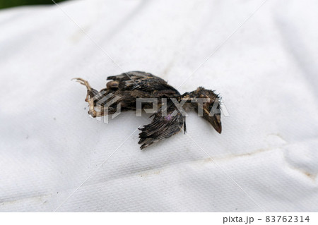 鳥 死骸 乾燥 道路 小鳥 ツバメ スズメ 鳥 死骸 乾燥 道路 小鳥 ツバメ スズメ 83762314