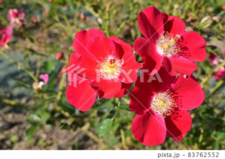 キャンディアメイディランドの花 83762552