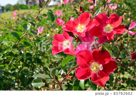 バラ・キャンディアメイディランドの花 バラ・キャンディアメイディランドの花 83762602
