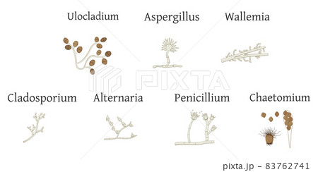 Mold drawing set isolated on white background. Mold drawing set isolated on white background. 83762741