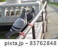 ハト 83762848