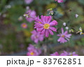花 83762851