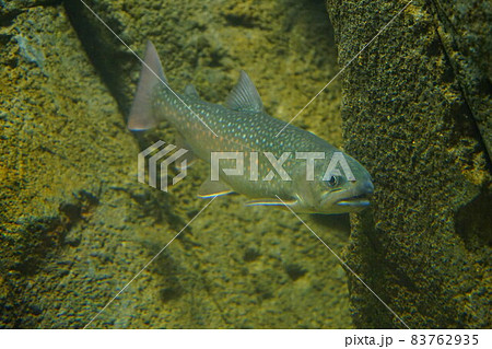 ニッコウイワナ　日光岩魚　イワナ　釣り　魚　　 83762935