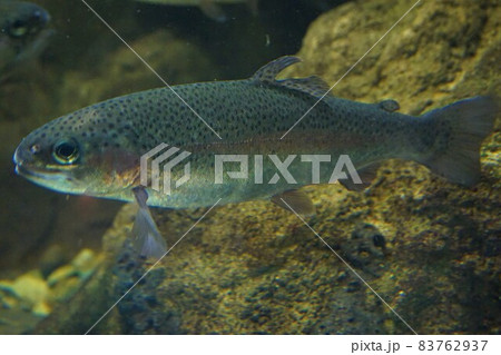 ニジマス 虹鱒 釣り 釣り堀 魚 ニジマス 虹鱒 釣り 釣り堀 魚 83762937