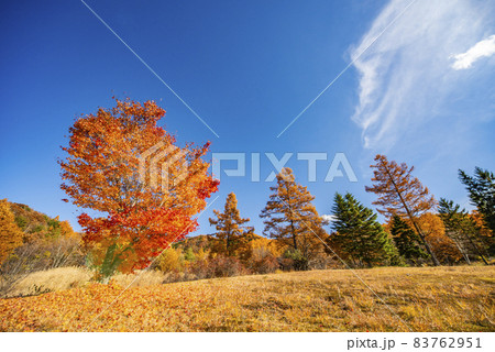 オレンジの信州の秋の紅葉 松本市奈川 オレンジの信州の秋の紅葉 松本市奈川 83762951