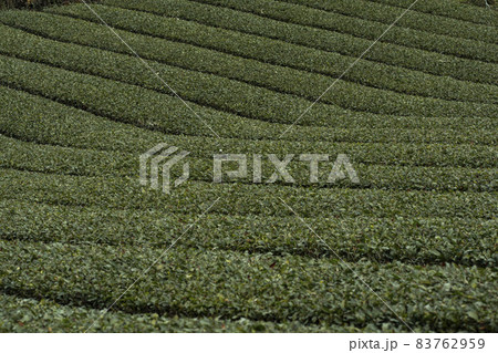 茶畑 茶畑 83762959