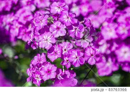 Blooming inflorescences of phlox paniculate pink late close-up 83763366